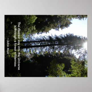 Forest Wilderness Redwood Poster