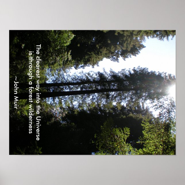 Forest Wilderness Redwood Poster (Framsidan)