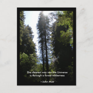 Forest Wilderness Redwood Vykort