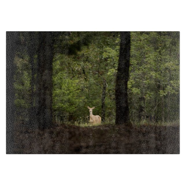 Forests | A White Tailed Deer in the Woods (Framsidan)