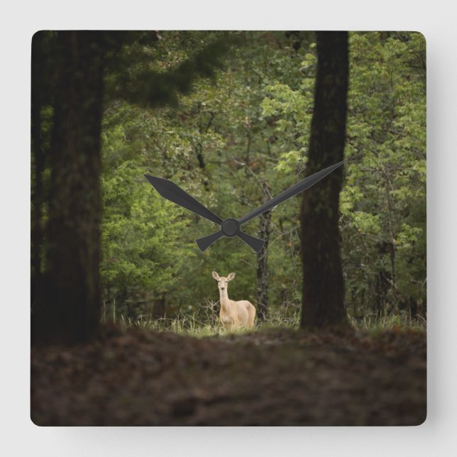 Forests | A White Tailed Deer in the Woods Fyrkantig Klocka (Framsida)