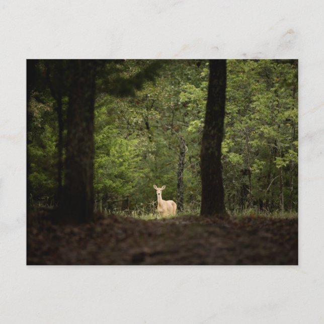 Forests | A White Tailed Deer in the Woods Vykort (Framsida)