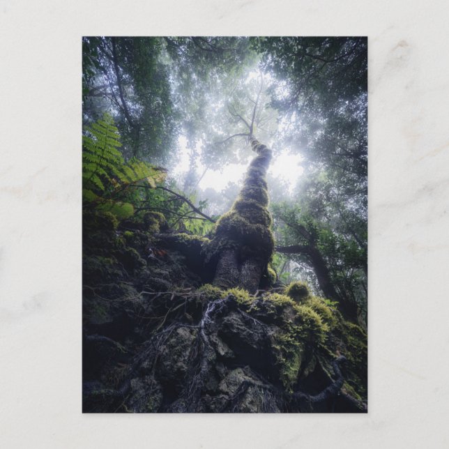 Forests | Anaga Rural Park Canary Islands Vykort (Framsida)