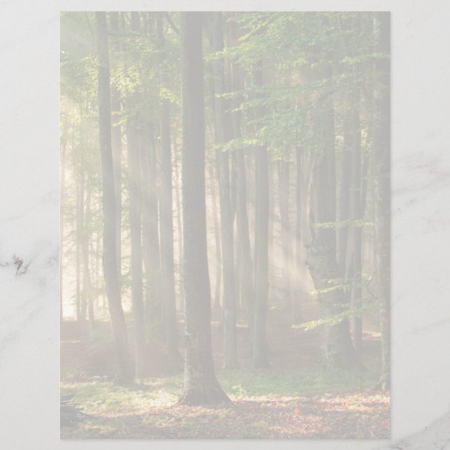 Forests | Autumn Forest (Framsida)