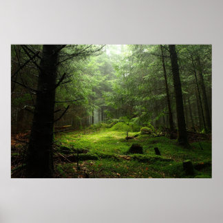 Forests | Auvergne France Poster