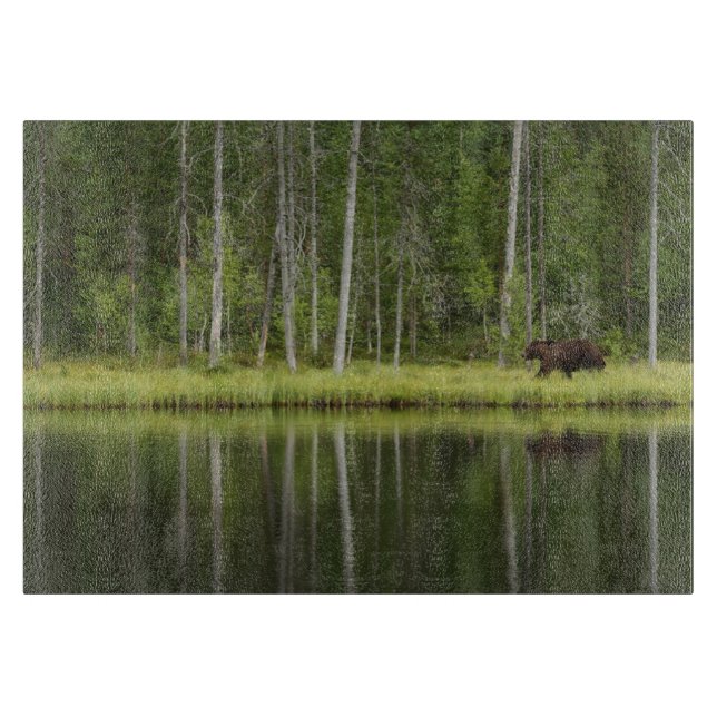 Forests | Bear at Taiga Forest Northern Finland (Framsidan)