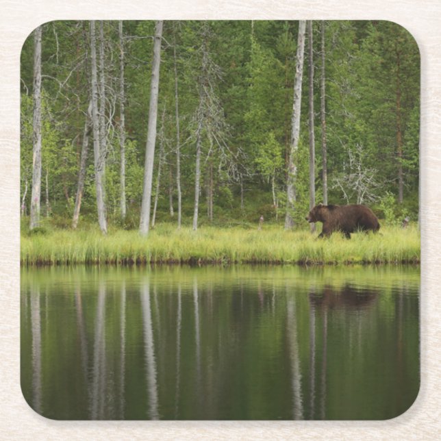 Forests | Bear at Taiga Forest Northern Finland Underlägg Papper Kvadrat (Framsidan)