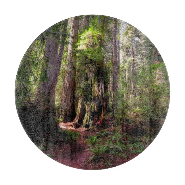 Forests | Redwood Forest California (Framsidan)