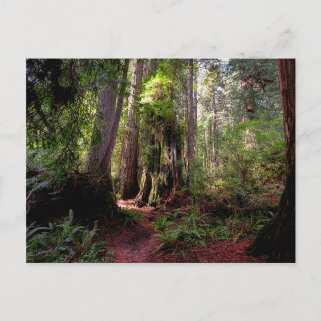 Forests | Redwood Forest California Vykort (Framsida)