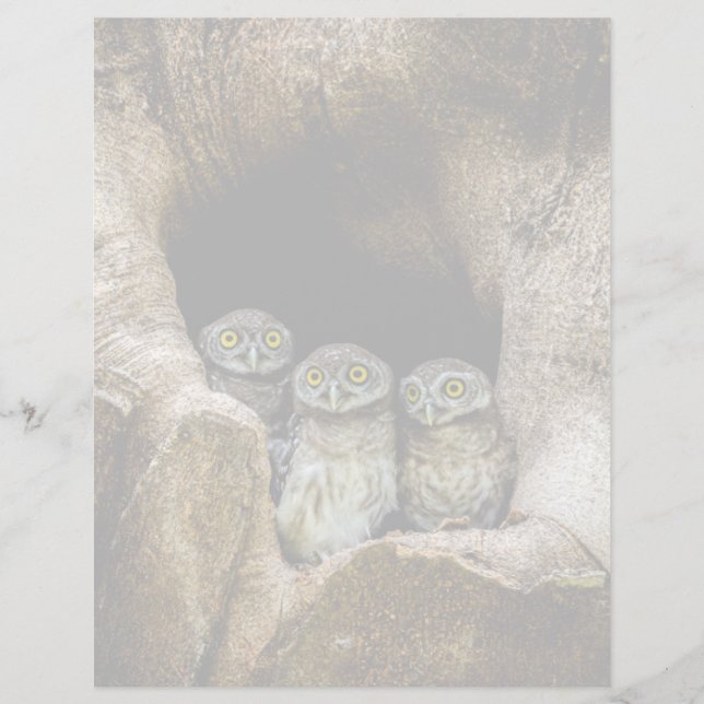 Forests | Three Owls Looking (Framsida)