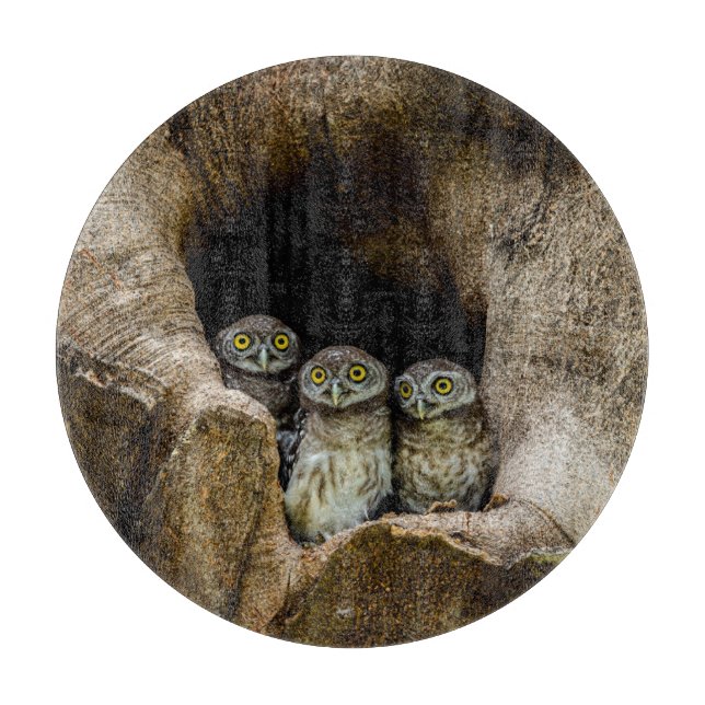 Forests | Three Owls Looking (Framsidan)