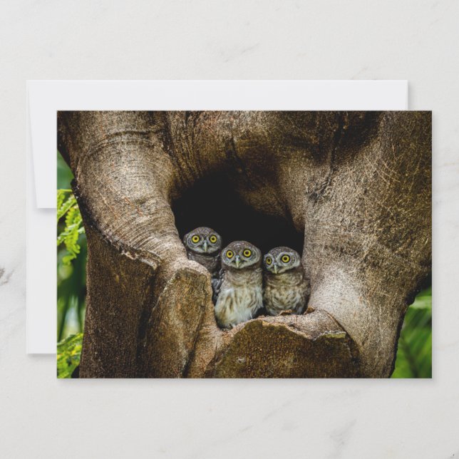 Forests | Three Owls Looking Tack Kort (Framsida)