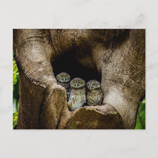 Forests | Three Owls Looking Vykort (Framsida)