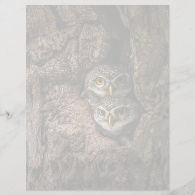 Forests | Two Owls Looking (Framsida)