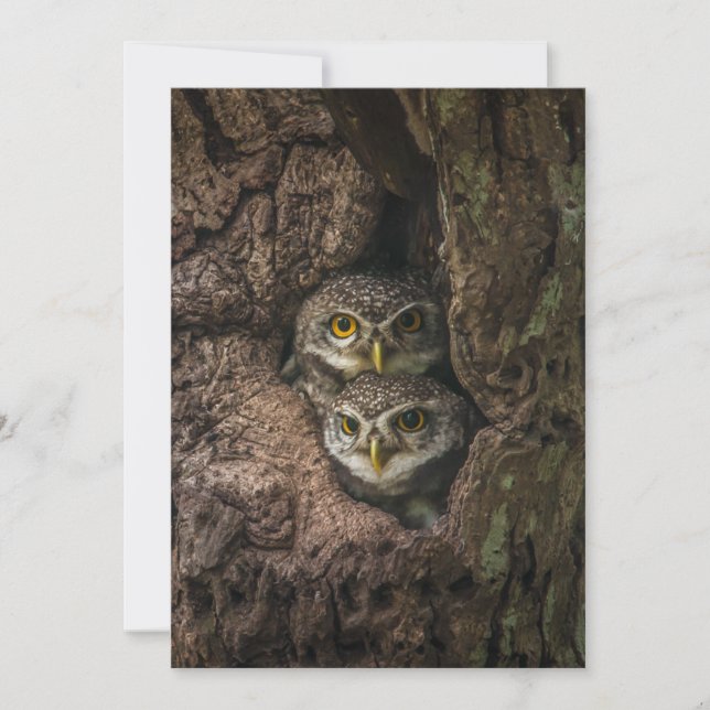 Forests | Two Owls Looking Tack Kort (Framsida)