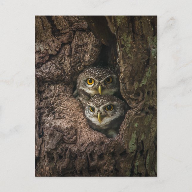 Forests | Two Owls Looking Vykort (Framsida)