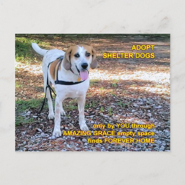 Forever Home Fantastisk Grace Vykort (Framsida)