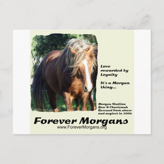 ForeverMorgan Morgan Stallion Vykort (Framsida)