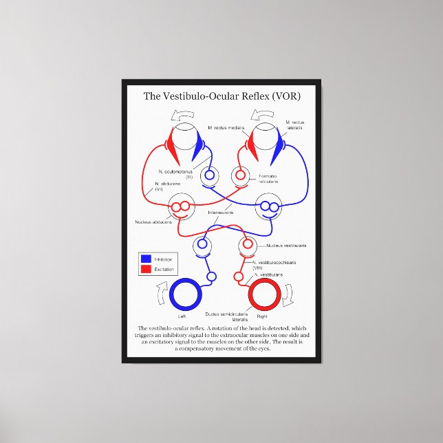 Förflyttning av Vestibulo Ocular Reflex VOR Öga st Canvastryck (Framsida)
