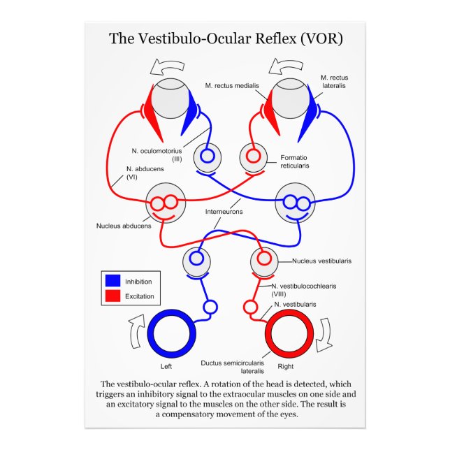 Förflyttning av Vestibulo Ocular Reflex VOR Öga st Fototryck (Framsidan)