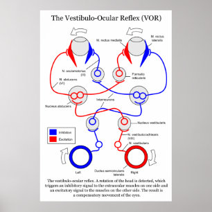 Förflyttning av Vestibulo Ocular Reflex VOR Öga st Poster