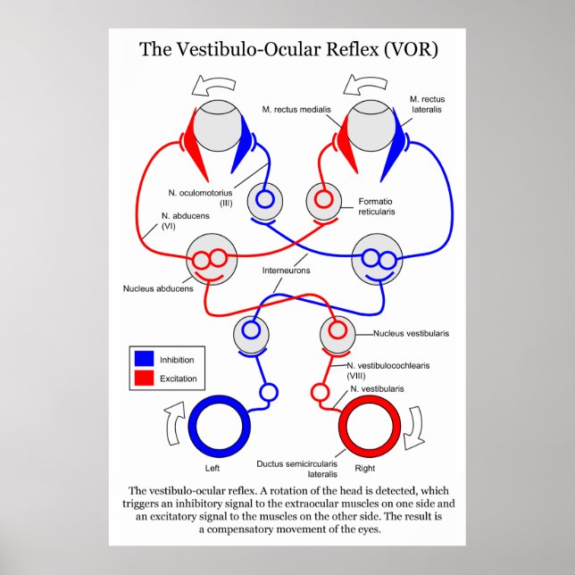 Förflyttning av Vestibulo Ocular Reflex VOR Öga st Poster (Framsidan)