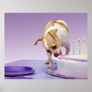 Förfölja (chihuahua) att äta födelsedagtårtan poster