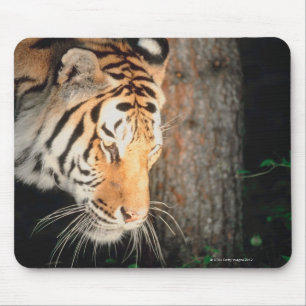 Förfölja för tiger musmatta