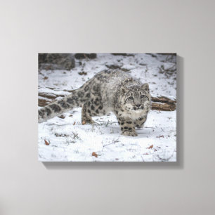 Förfölja för unge för snöLeopard Canvastryck