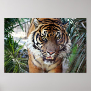 Förfölja tigern poster