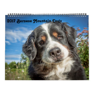 Förföljer det Bernese berg 2017 kalendern Kalender