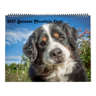 Förföljer det Bernese berg 2017 kalendern Kalender