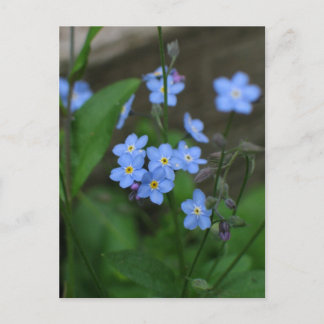 Förgätmigejblomma Vykort