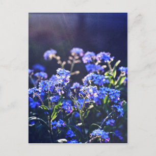 förgätmigejblommor fotograferade av Tutti Vykort