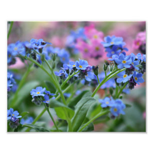 Förgätmigejblommor Fototryck