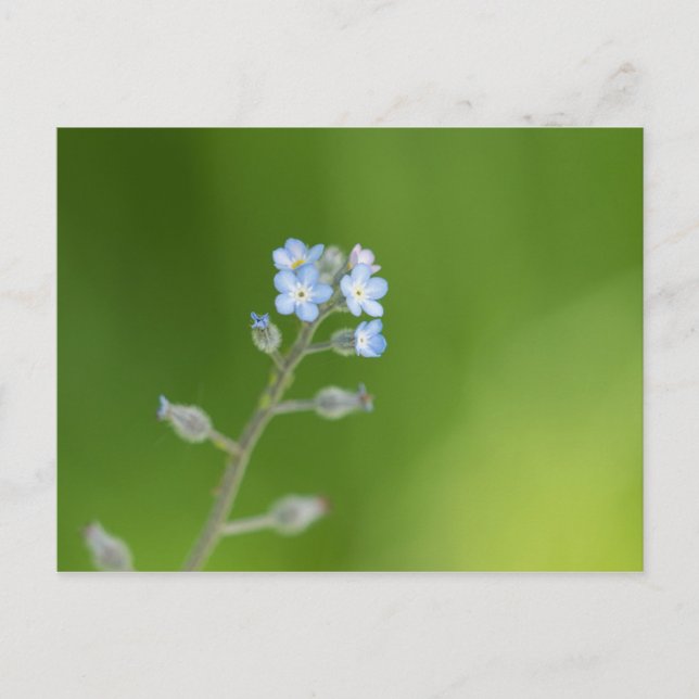 Förgätmigejblommor Vykort (Framsida)