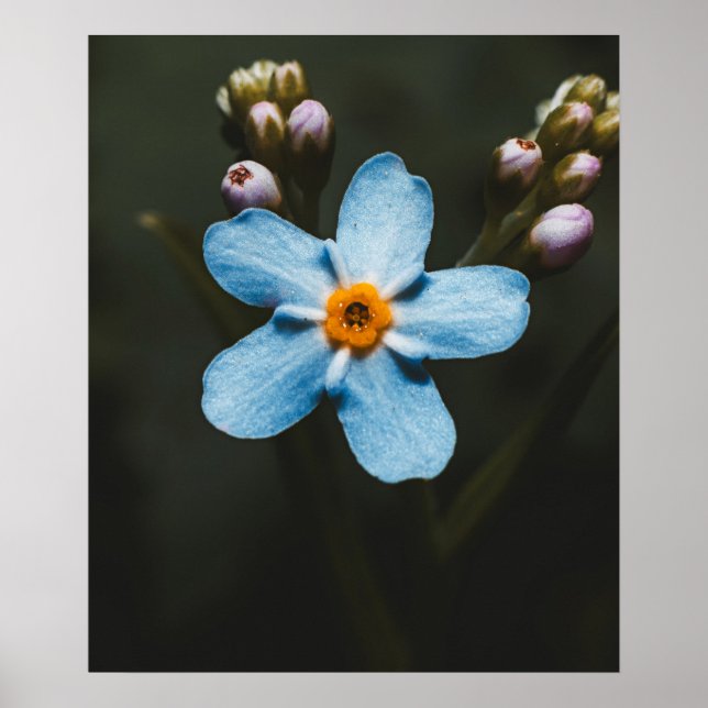 Forget Me Not Poster (Framsidan)