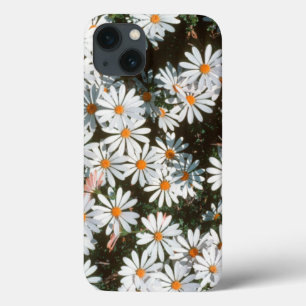 Förhöjning av vita sköldpaddor (Asteraceae)