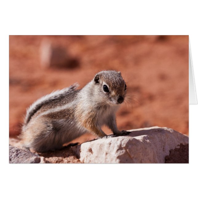 Förhoppad sökning hälsningskort (Framsidan Horizontal)