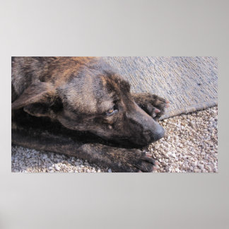 Förhoppning om ett annat hem poster