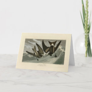 Fork-svan Petrel från Audubon's Birds of America Kort
