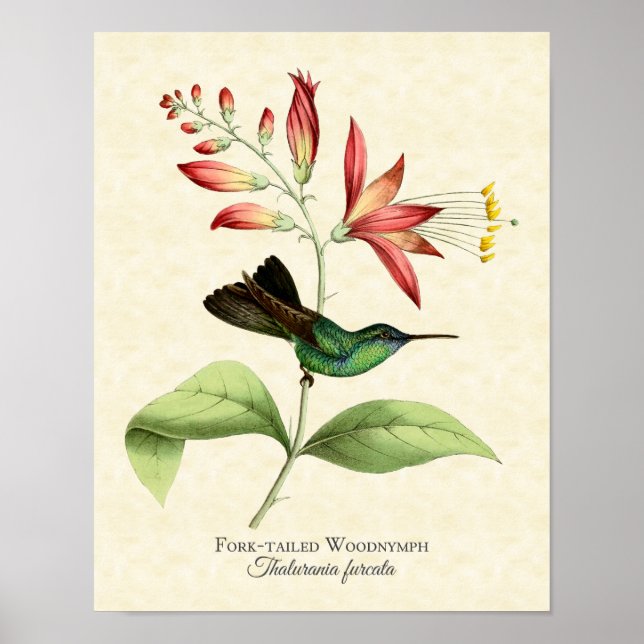 Fork Tail Wood Nymph Hummingbird Art Skriv ut Poster (Framsidan)