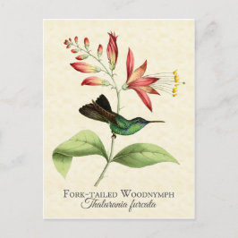 Fork Tails Wood Nymph Hummingbird Art Postcard Vykort