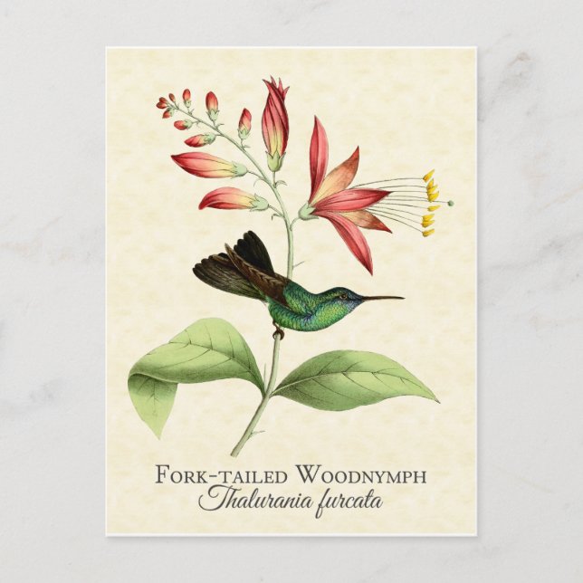 Fork Tails Wood Nymph Hummingbird Art Postcard Vykort (Framsida)