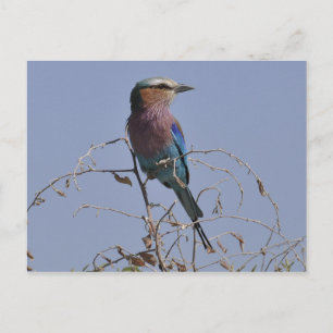 Forked Roller Bird Botswana Vykort