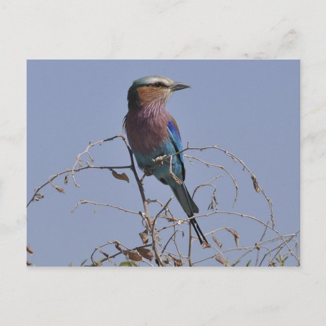 Forked Roller Bird Botswana Vykort (Framsida)