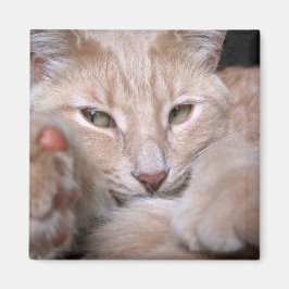 Förklarande proportioner magnet