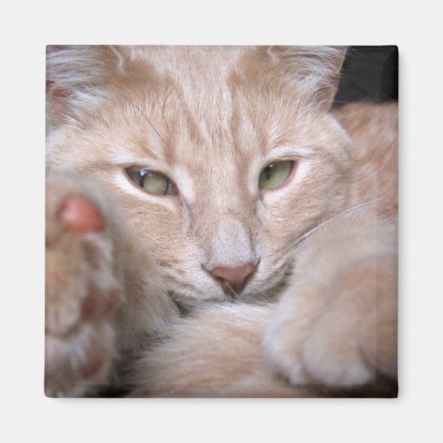 Förklarande proportioner magnet (Framsidan)