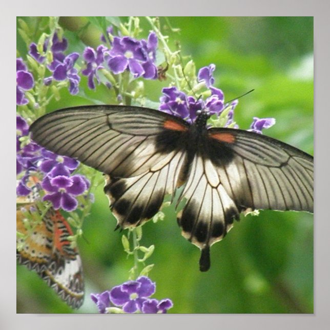 Förklaring till Butterflies Poster Skriv ut (Framsidan)