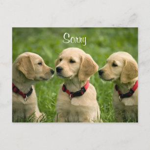 Förlåt att Golden Retriever Puppies-vykort Vykort
